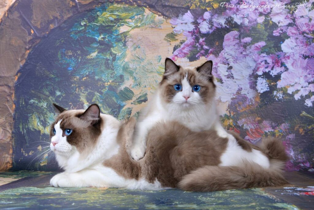 pitomnik-stavrosragdoll-regdoll-kupit-kotenka