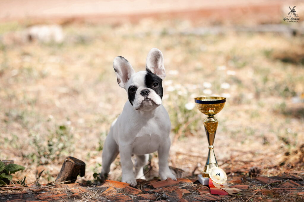 pitomnik-tamarise-demarse–frantsuzskij-buldog-kupit-sobaku