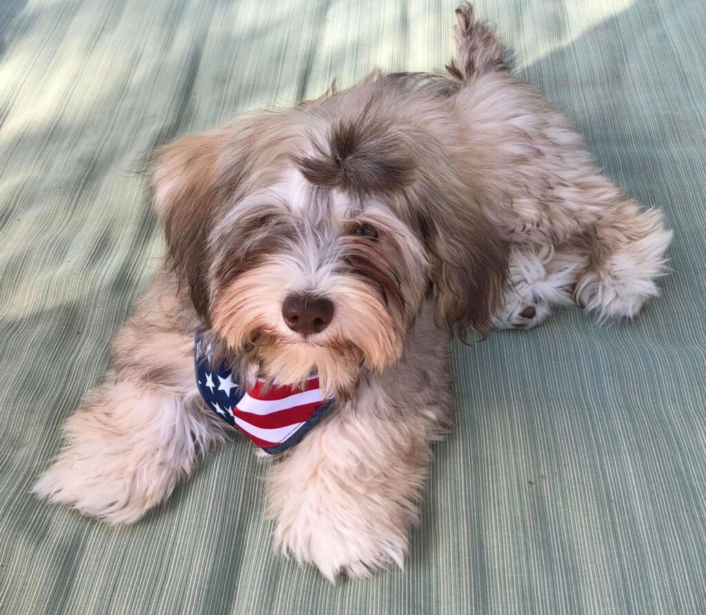 pitomnik-terra-de-bern-gavanskij-bishon-kupit-shchenka