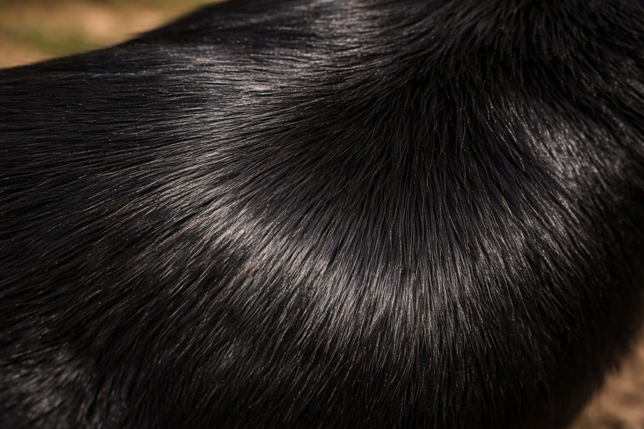 pochemu-sobaki-chernye-chernyy-okras