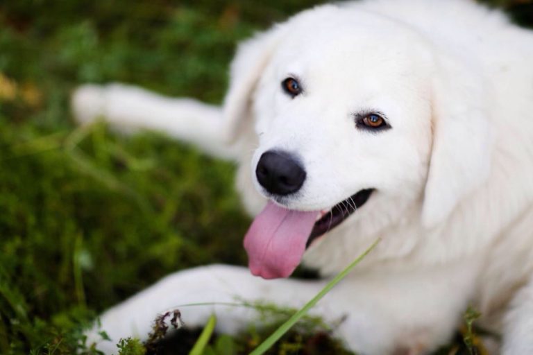 podgalyanskaya-ovcharka-kupit-shchenka