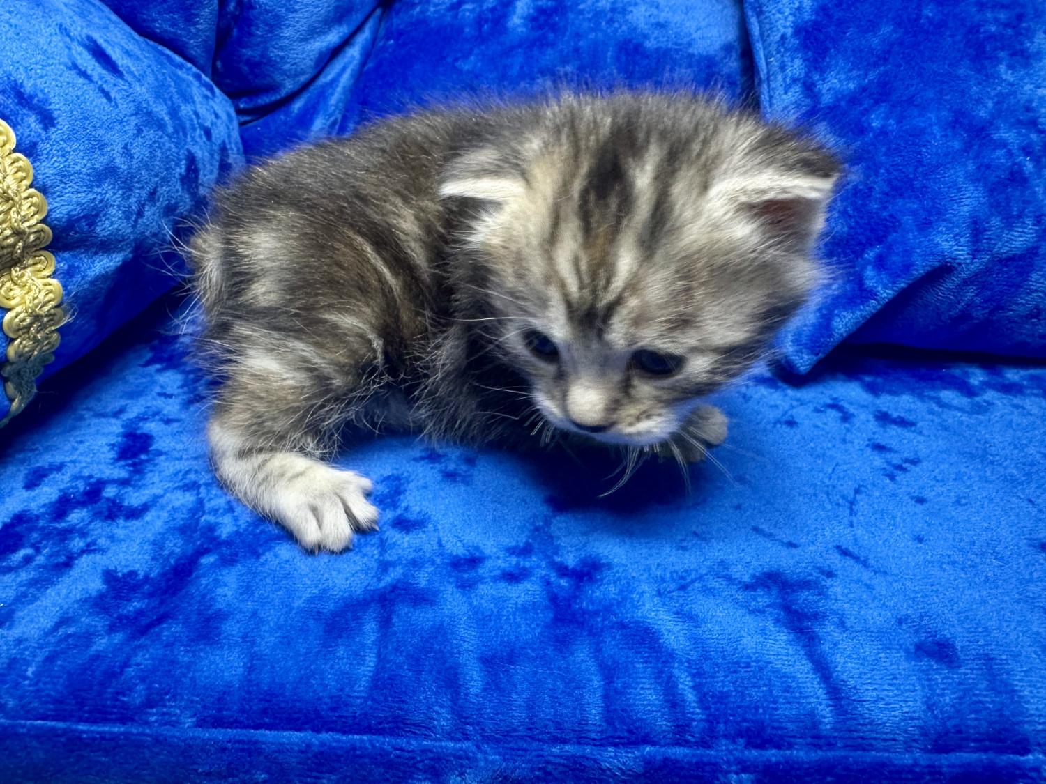 prodazha-kotenka-kurilskogo-bobteyla