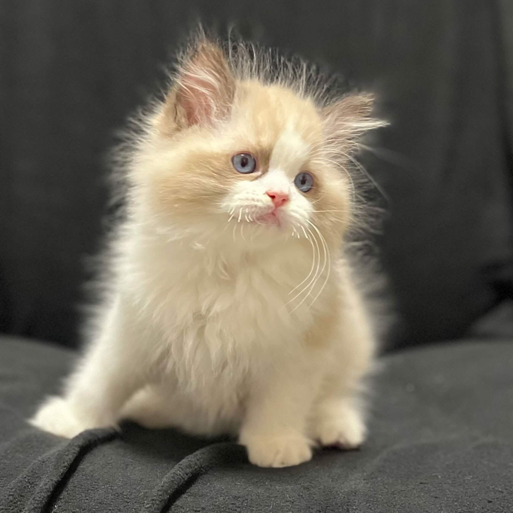 ragdoll-kupit-kotenka