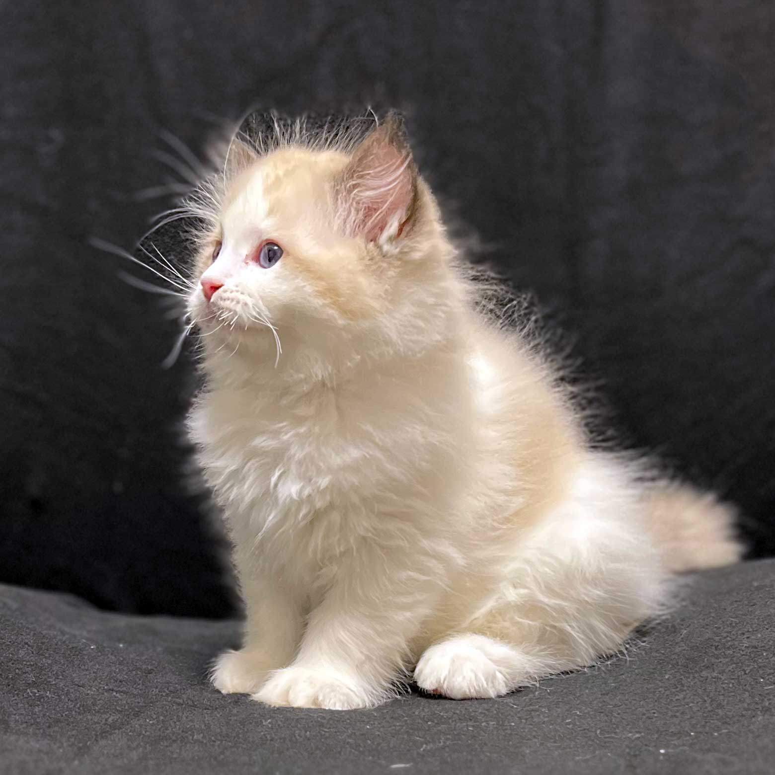 ragdoll-kupit-kotenka