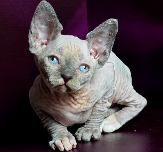 sfinks-kupit-kotenka-porodistogo