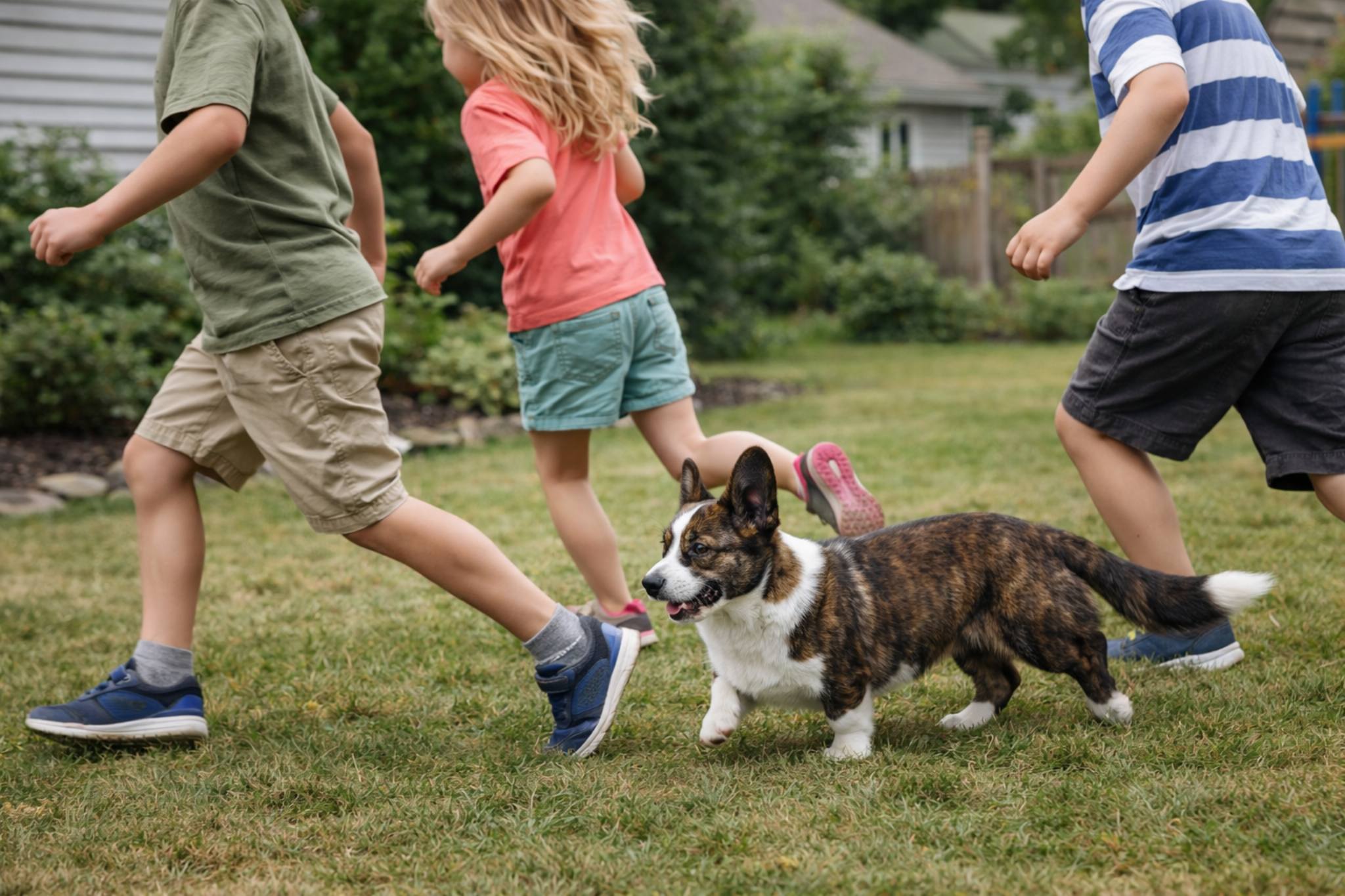 shchenok-korgi-pastushii-instinkt-ovcharka-v-bytu