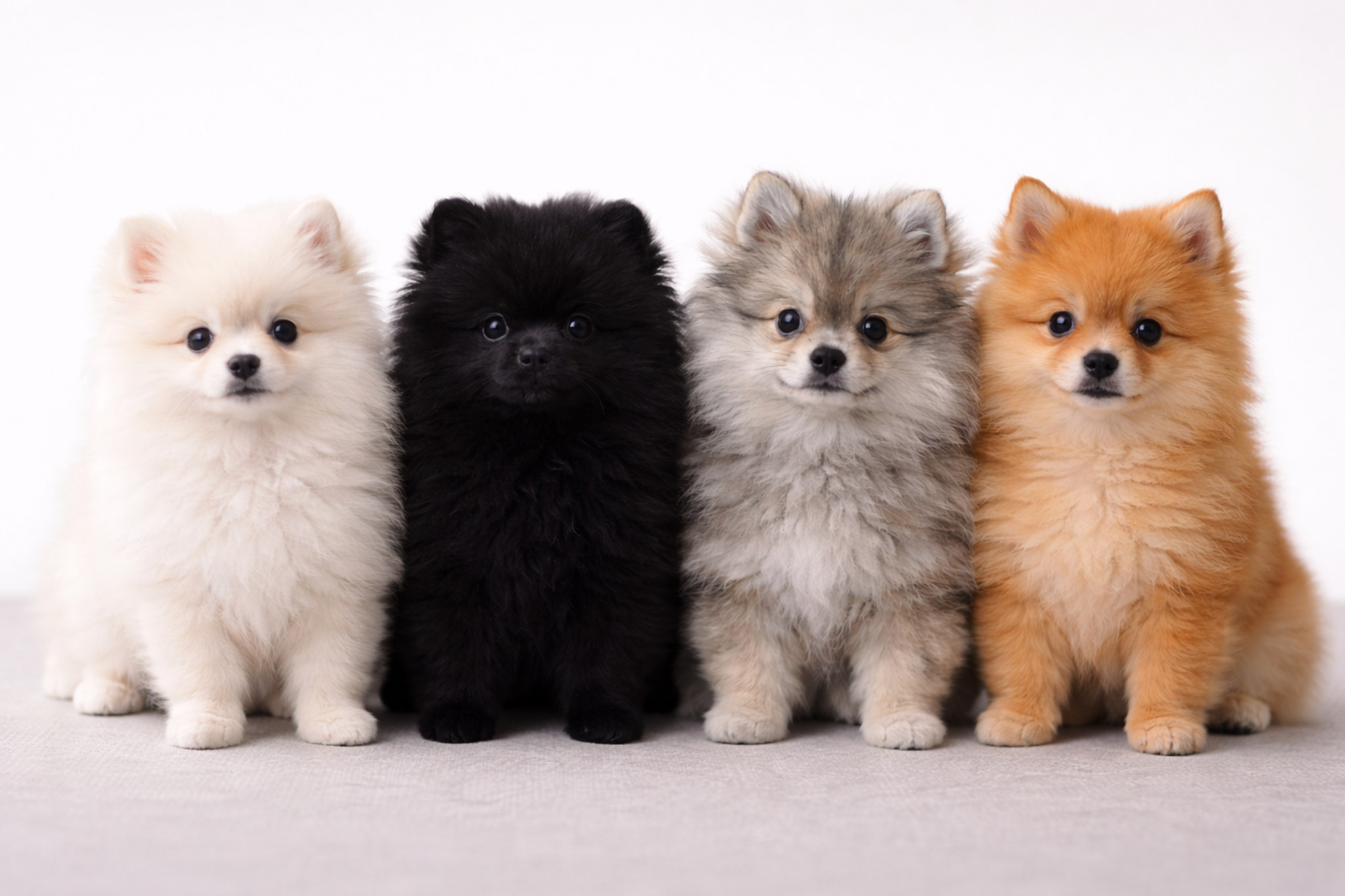 shchenok-shpits-belyy-chernyy-volfshpits-pomeranskiy-kupit-pravilno-vybrat