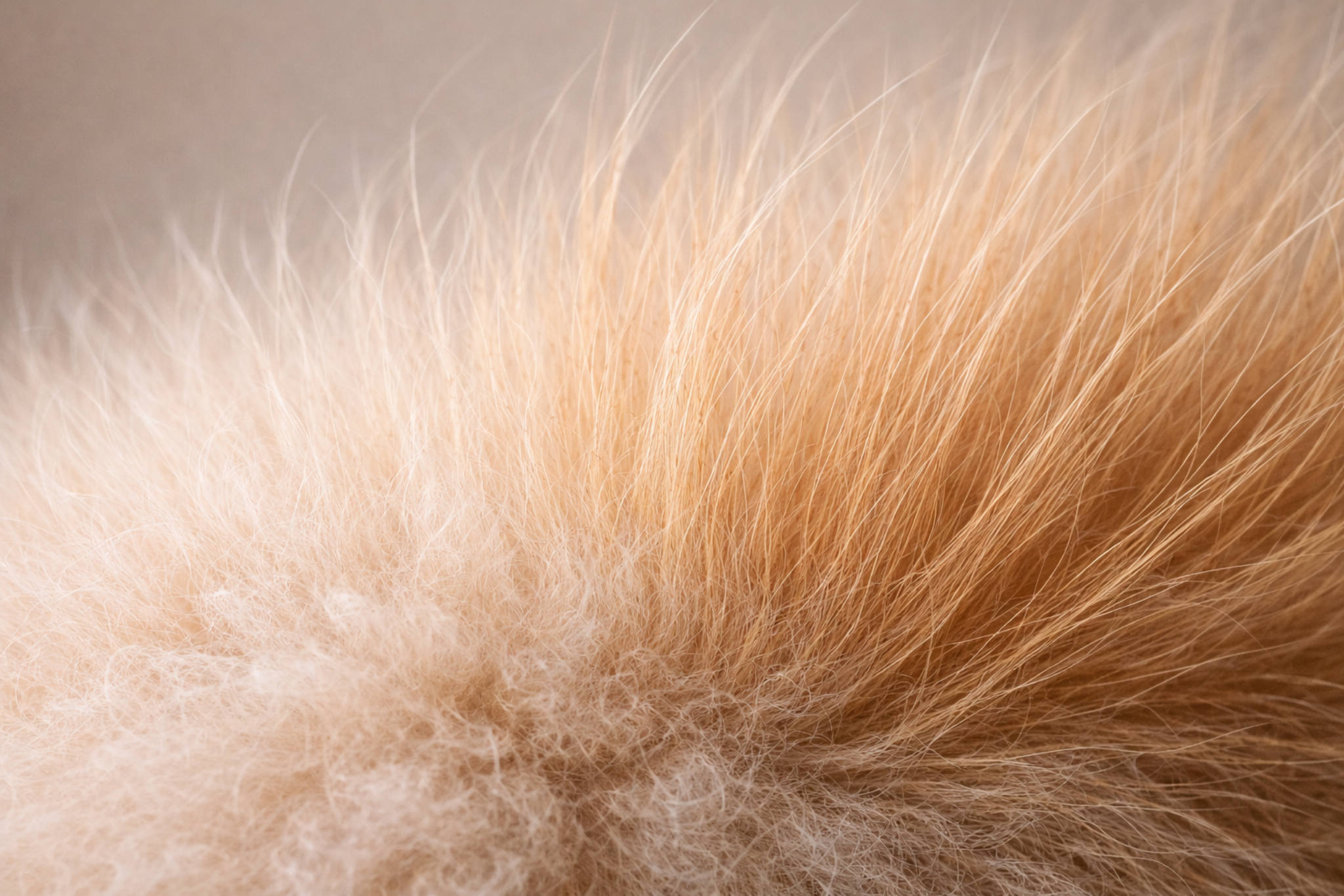 sherst-shpitsa-dvoynaya-struktura-podshyorstok