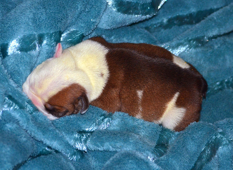 shhenok-lav-lap-top-pitomnik-anglijskogo-buldoga-prodaga-shhenkov