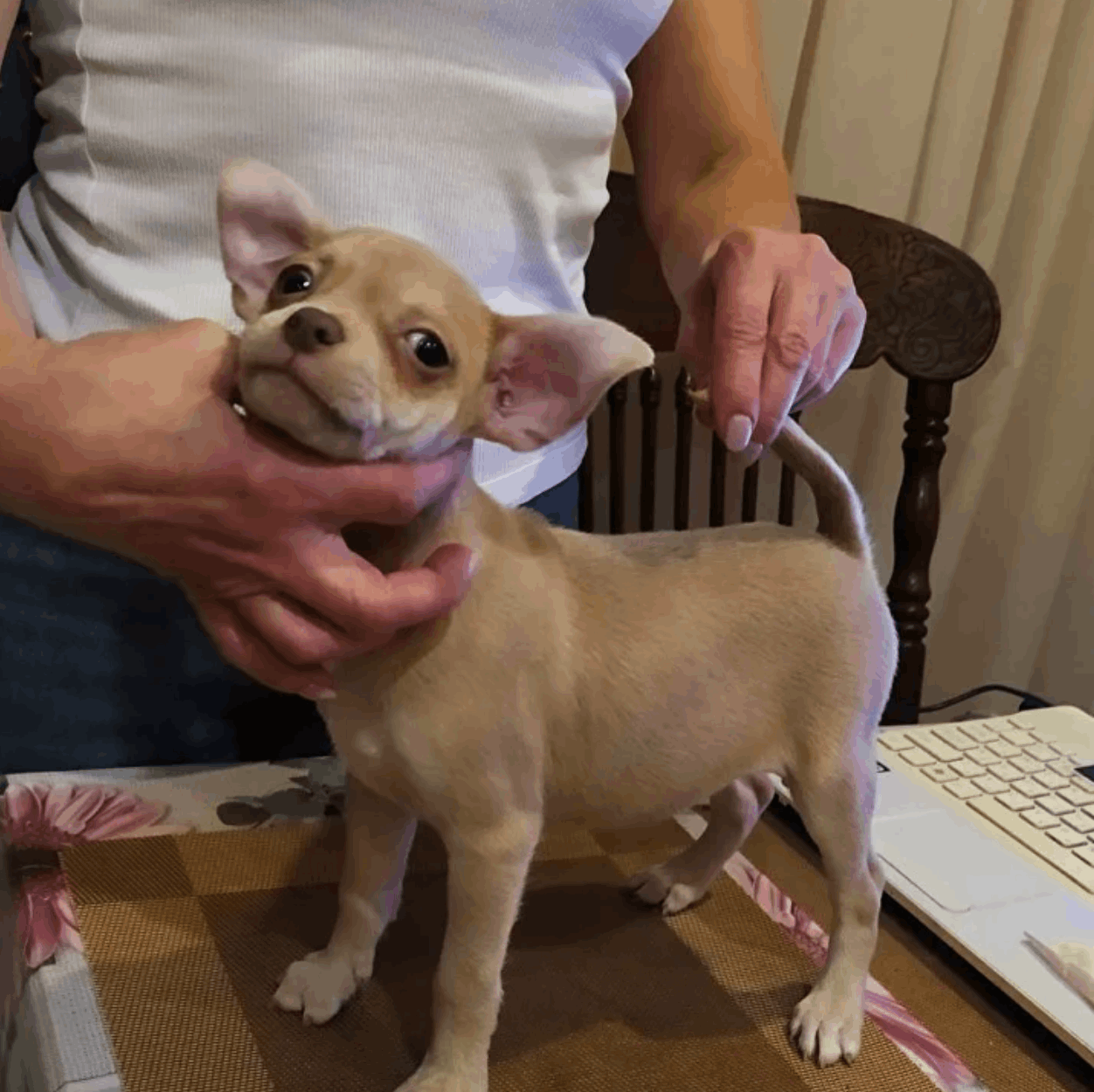 shhenok-rikko-vigal-pitomnik-chihuahua-prodaga-shhenkov