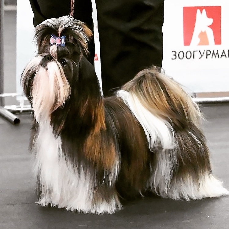 shi-tcu-shki-pitomnik-shi-tcu-prodaga-shhenka