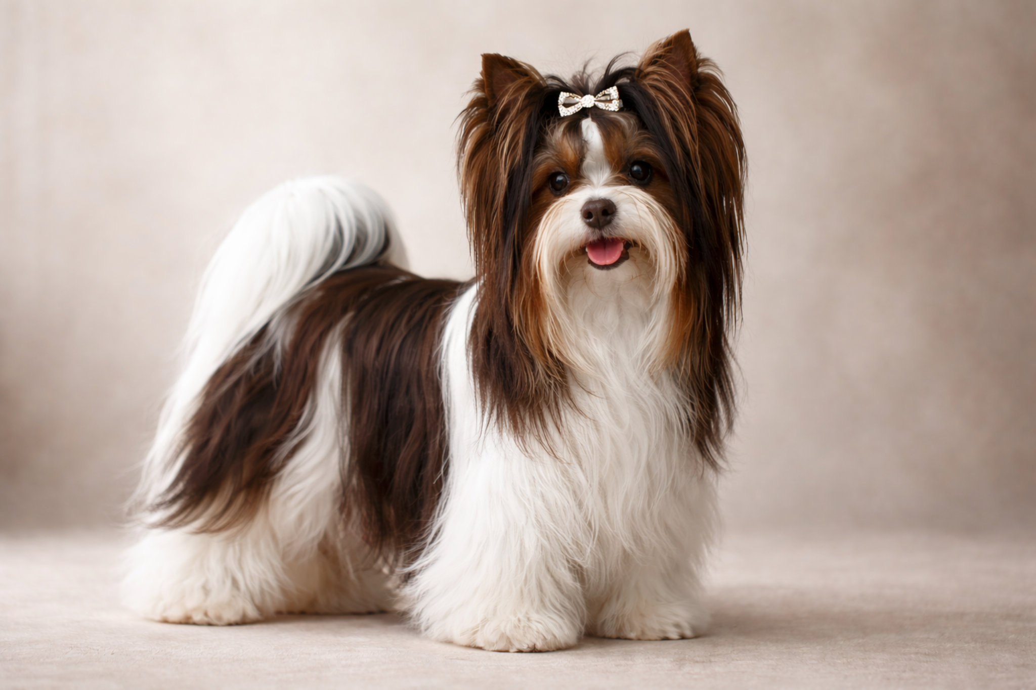 shokoladnyy-biro-yorkshirskiy-terer-okras