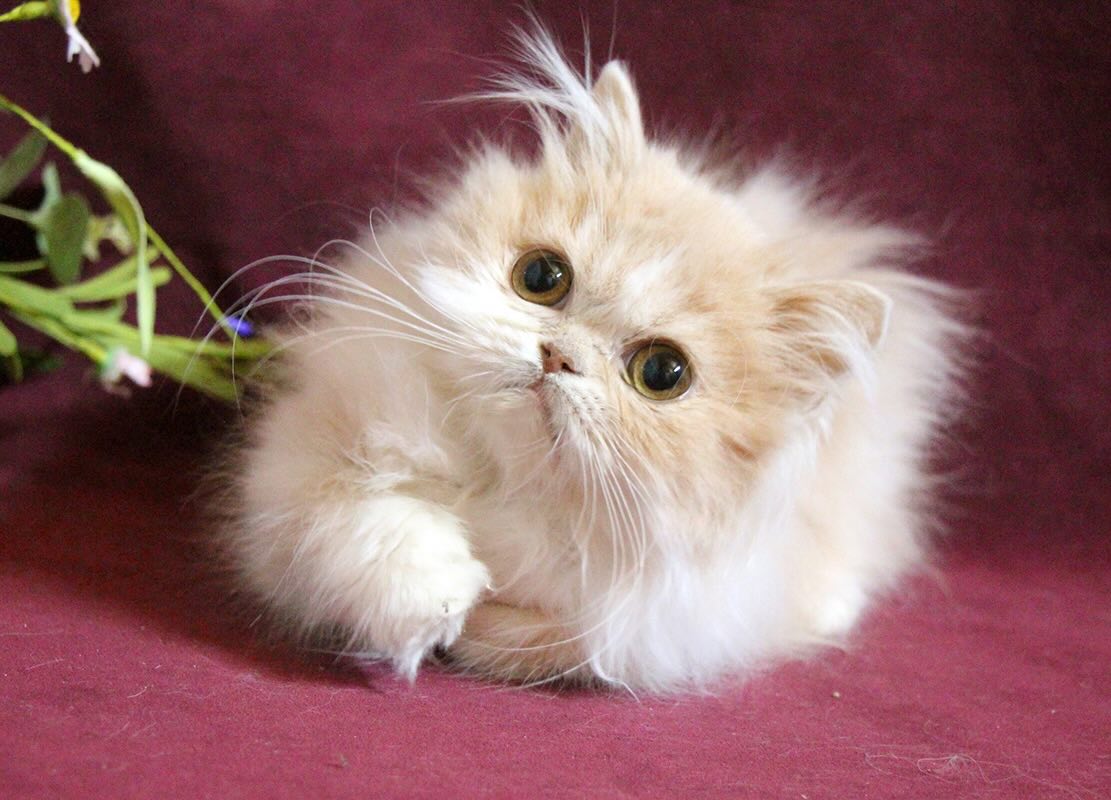 shotlandskaja-pramouhaja-koshka-prodazha