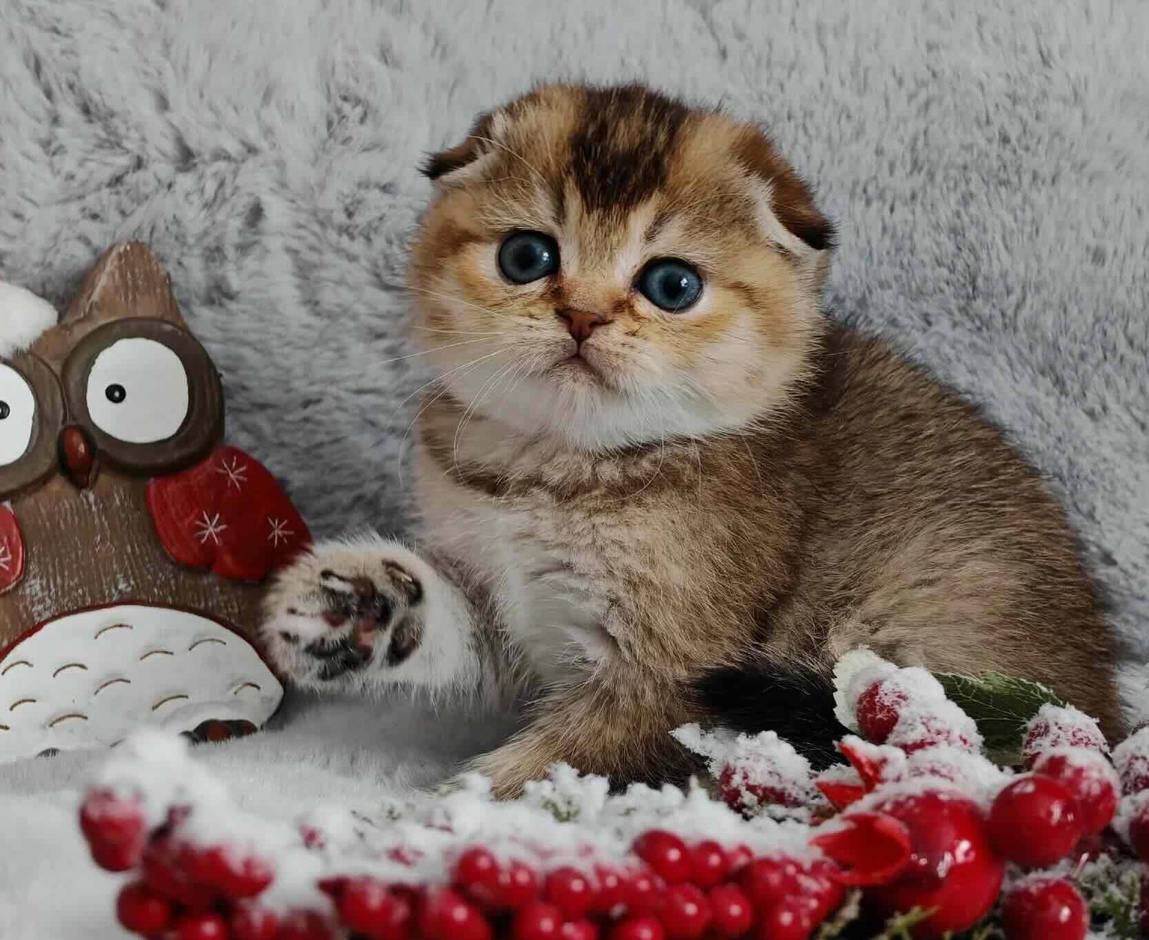 shotlandskaya-visloukhaya-koshka-kupit