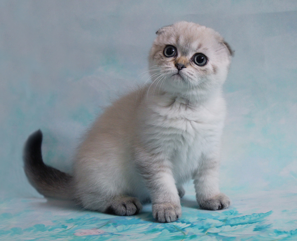 shotlandskaya-visloukhaya-koshka-prodazha-kotenka