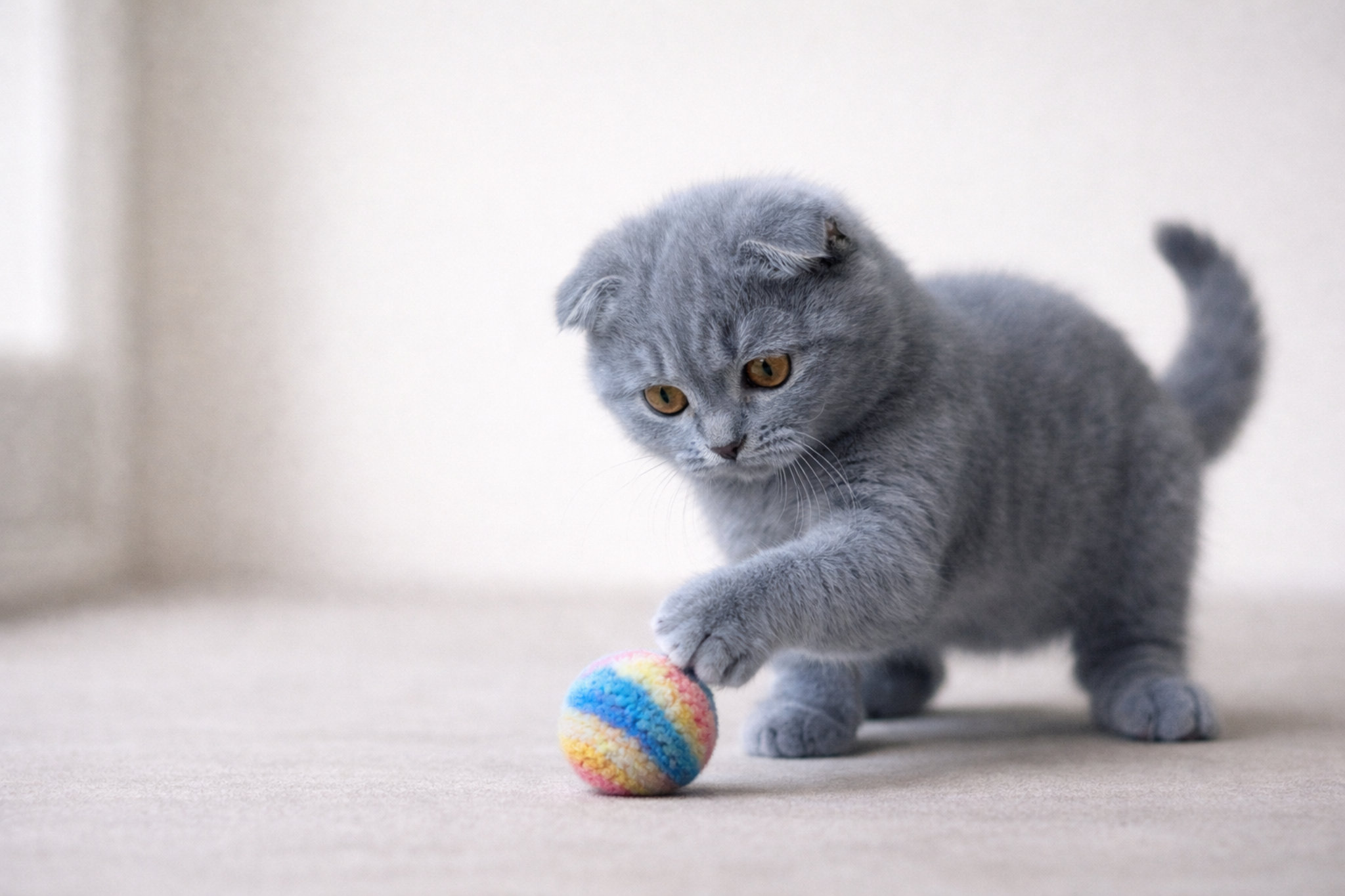 shotlandskii-vislouhii-kotenok-hvost-lapy-1