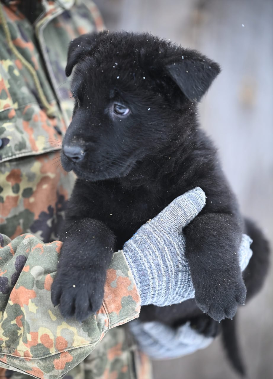 shtasi-pitomnik-nemeckih-ovcharok-prodaga-sobaki