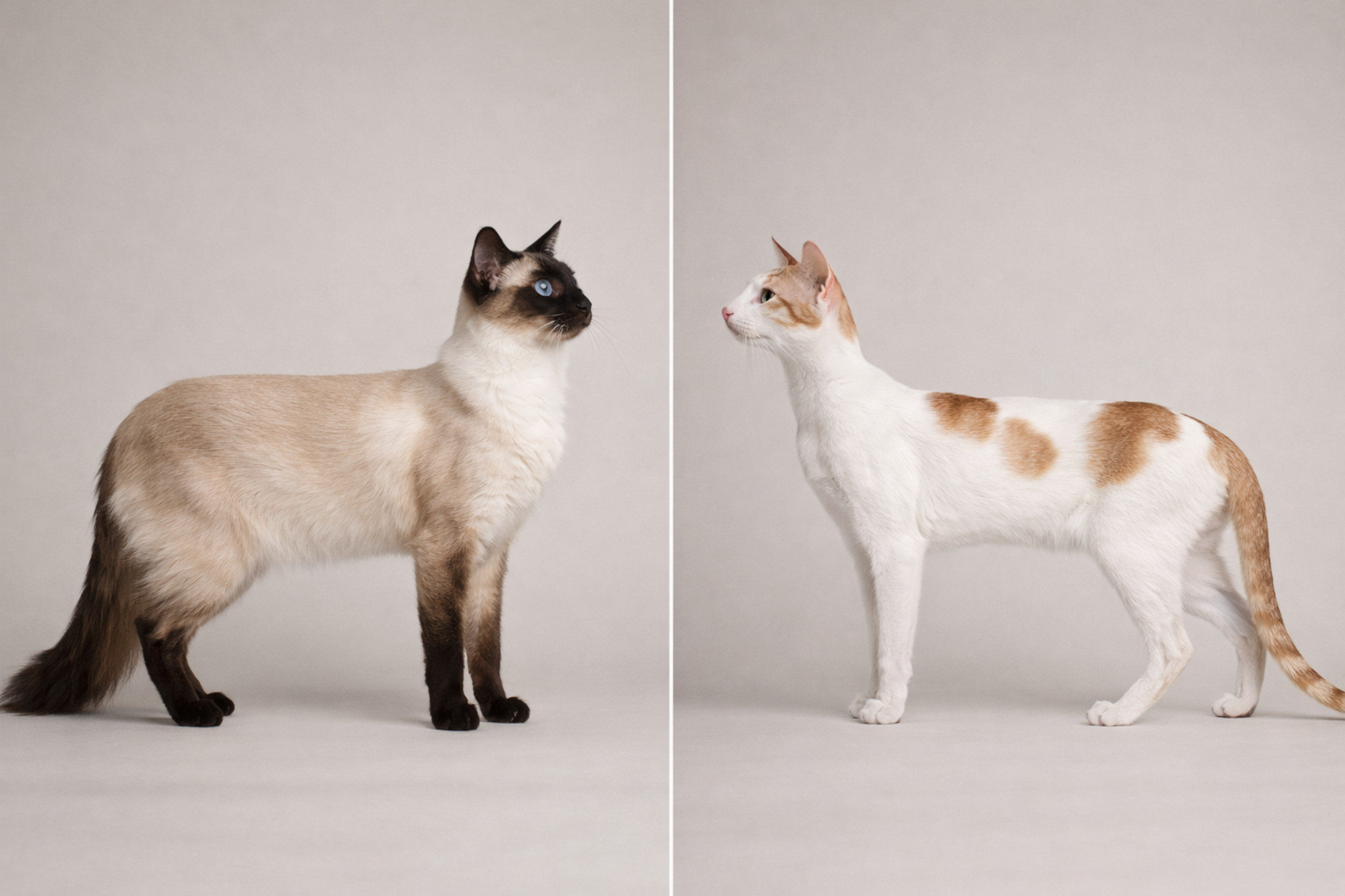 siamskaya-i-orientalnaya-koshki-harakter-osobennosti