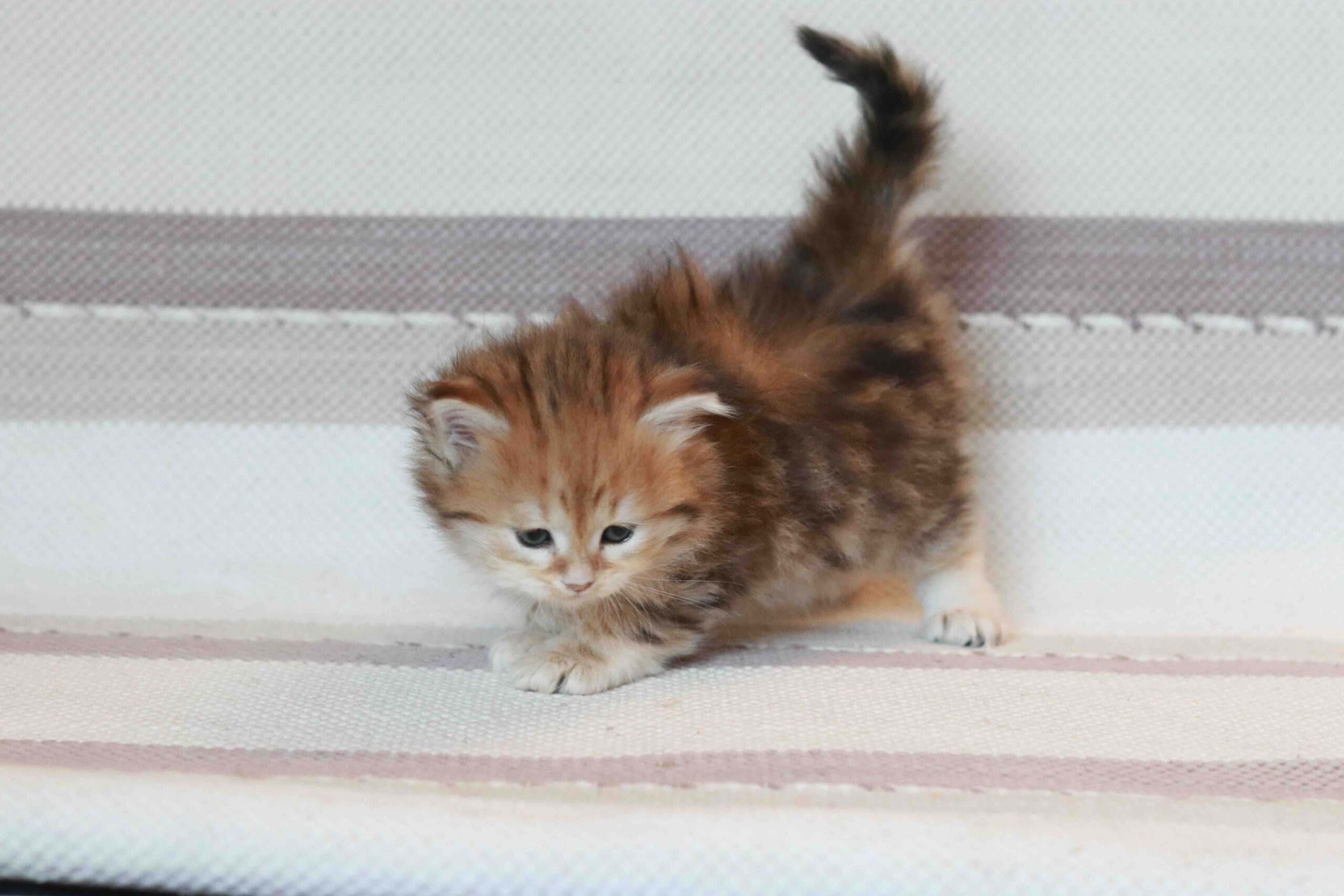 sibirskaja-koshka-kupit-kotenka