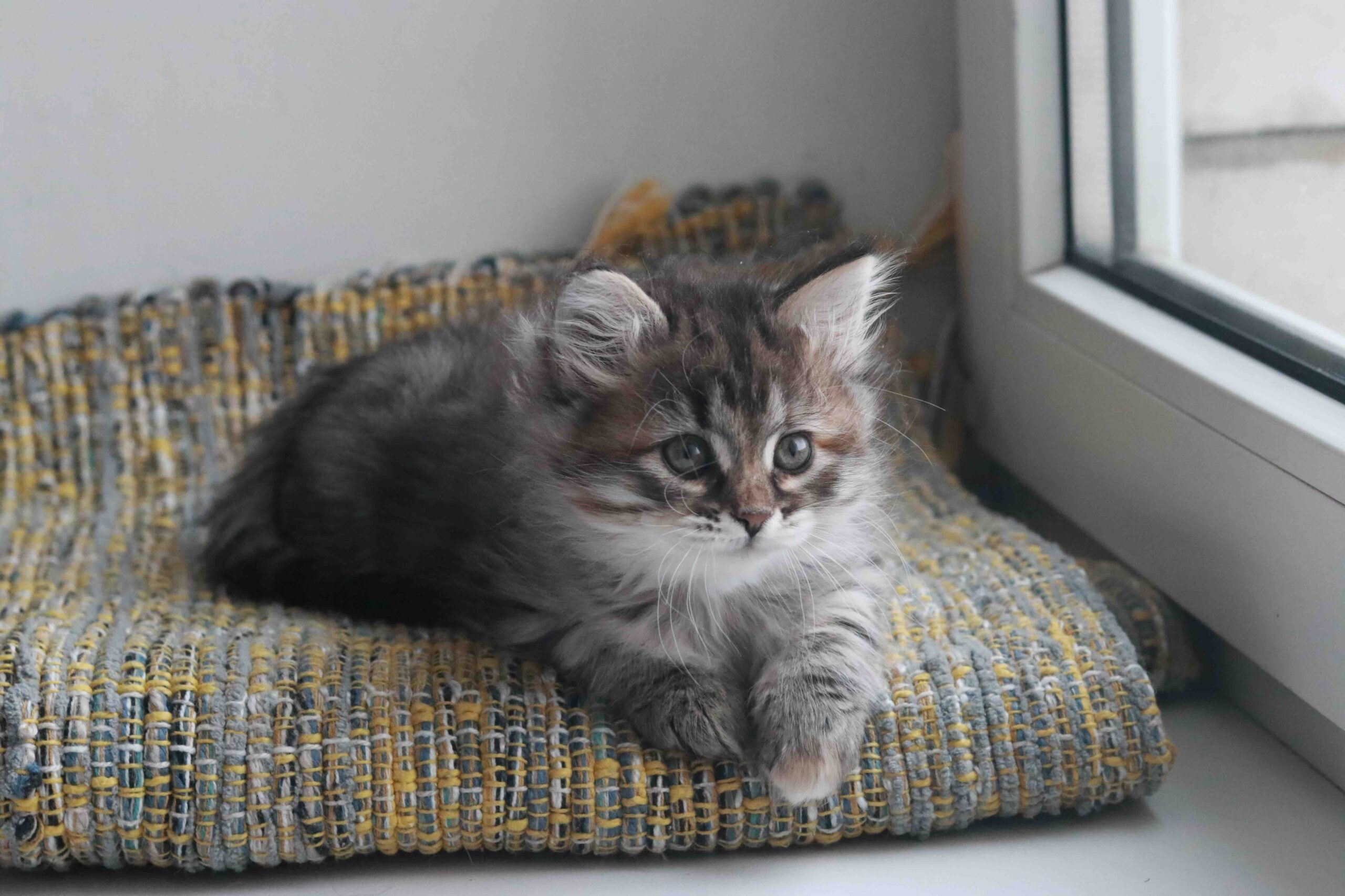 sibirskaja-koshka-prodazha-kotenka