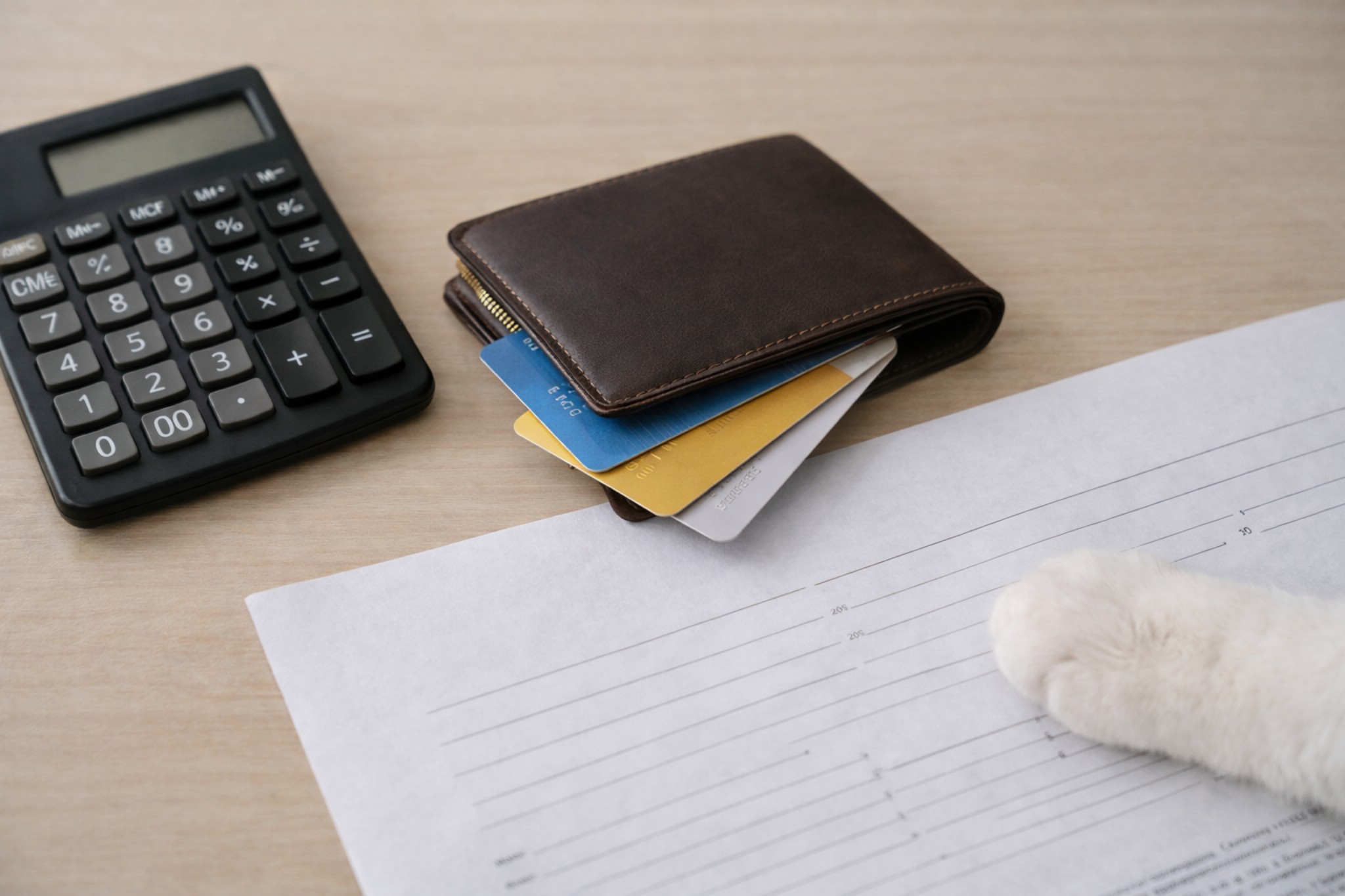 skolko-stoit-vyazka-koshek-kotov-rossiya-2026