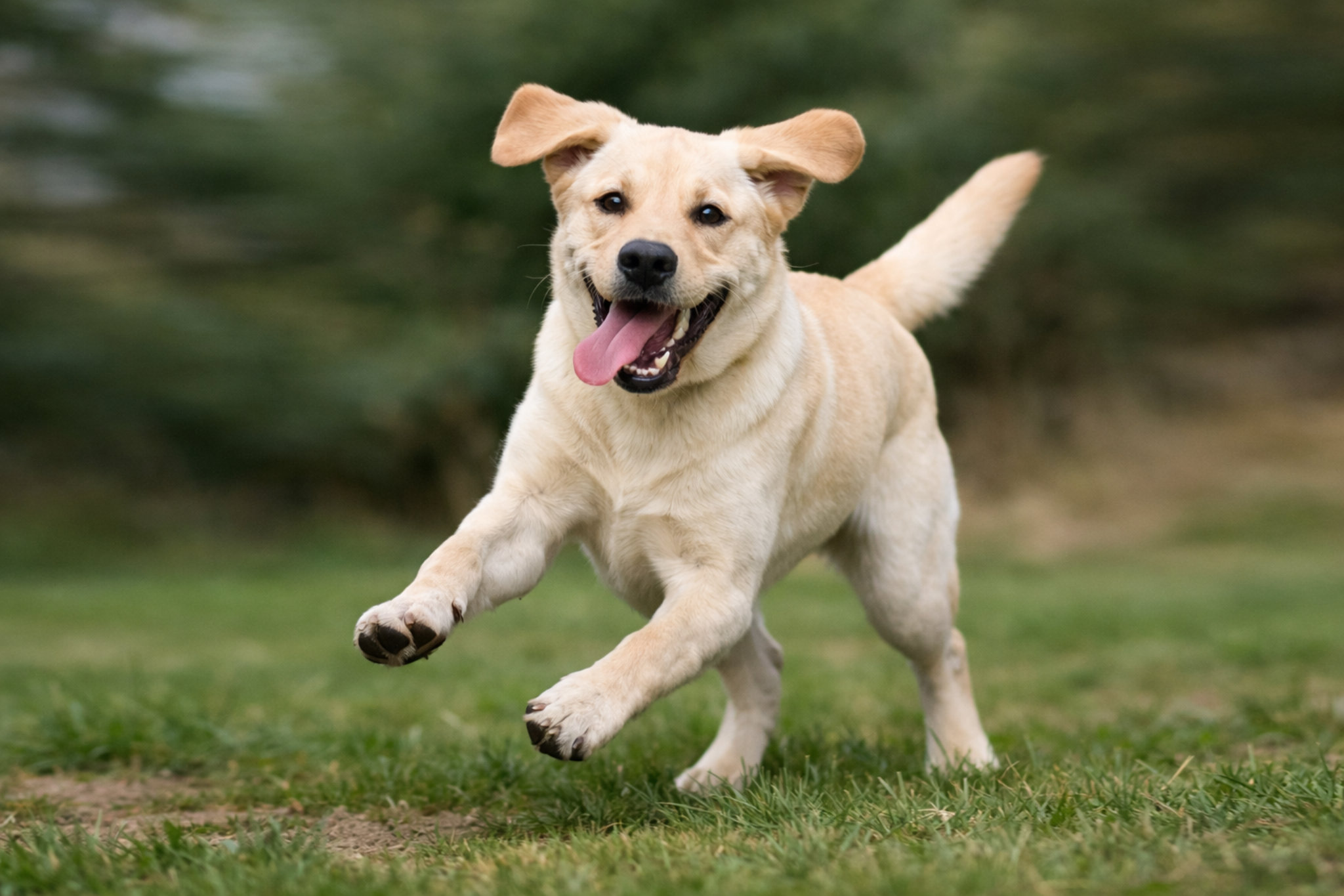 sobaka-labrador-retiver-vzroslaya-sobaka-foto