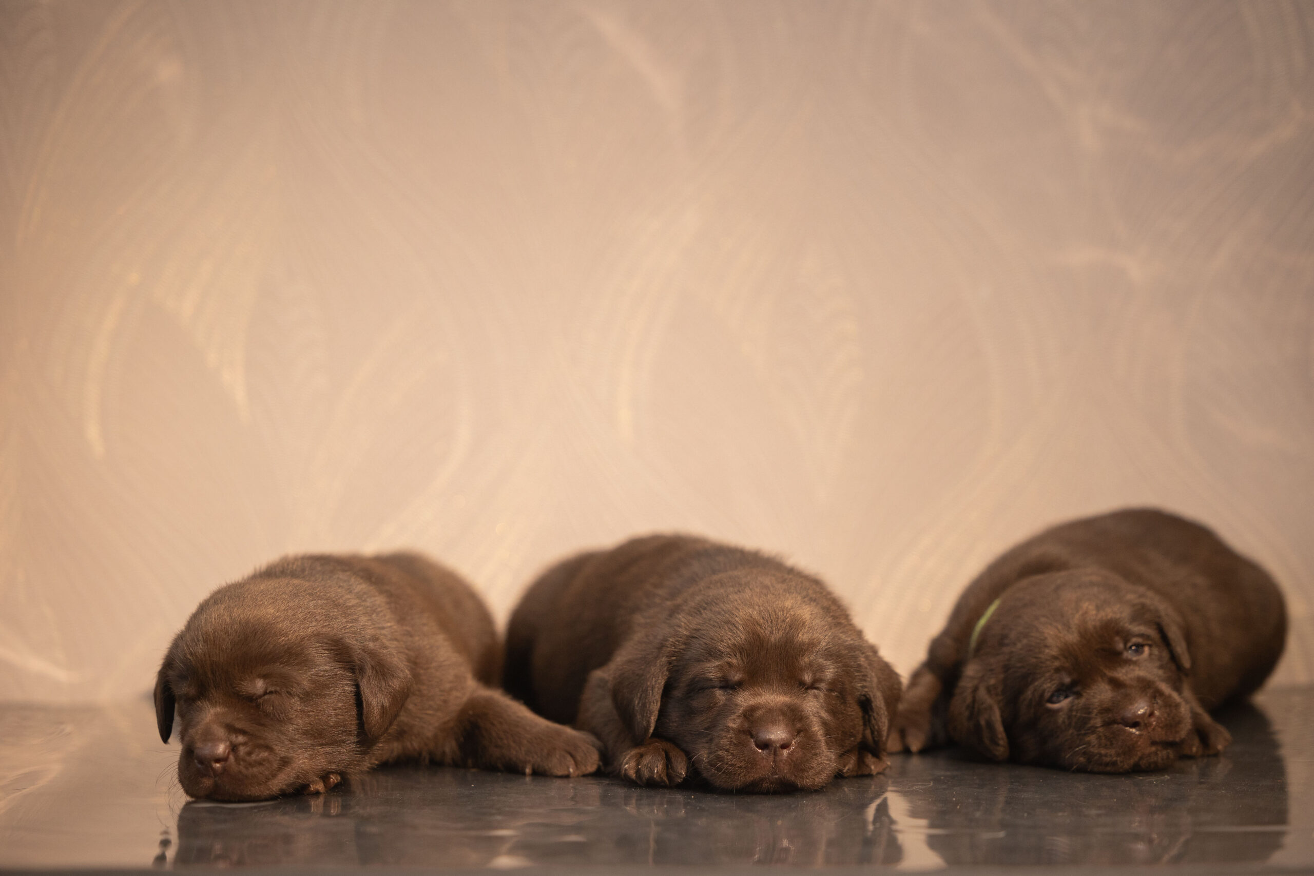 sunbirds-pitomnik-zennenhundov-kupitshhenkov-1