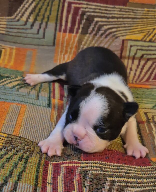 tochno-v-cel-pitomnik-boston-tererov-prodaga-shhenkov-1