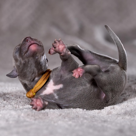 uippet-kupit-shchenka.