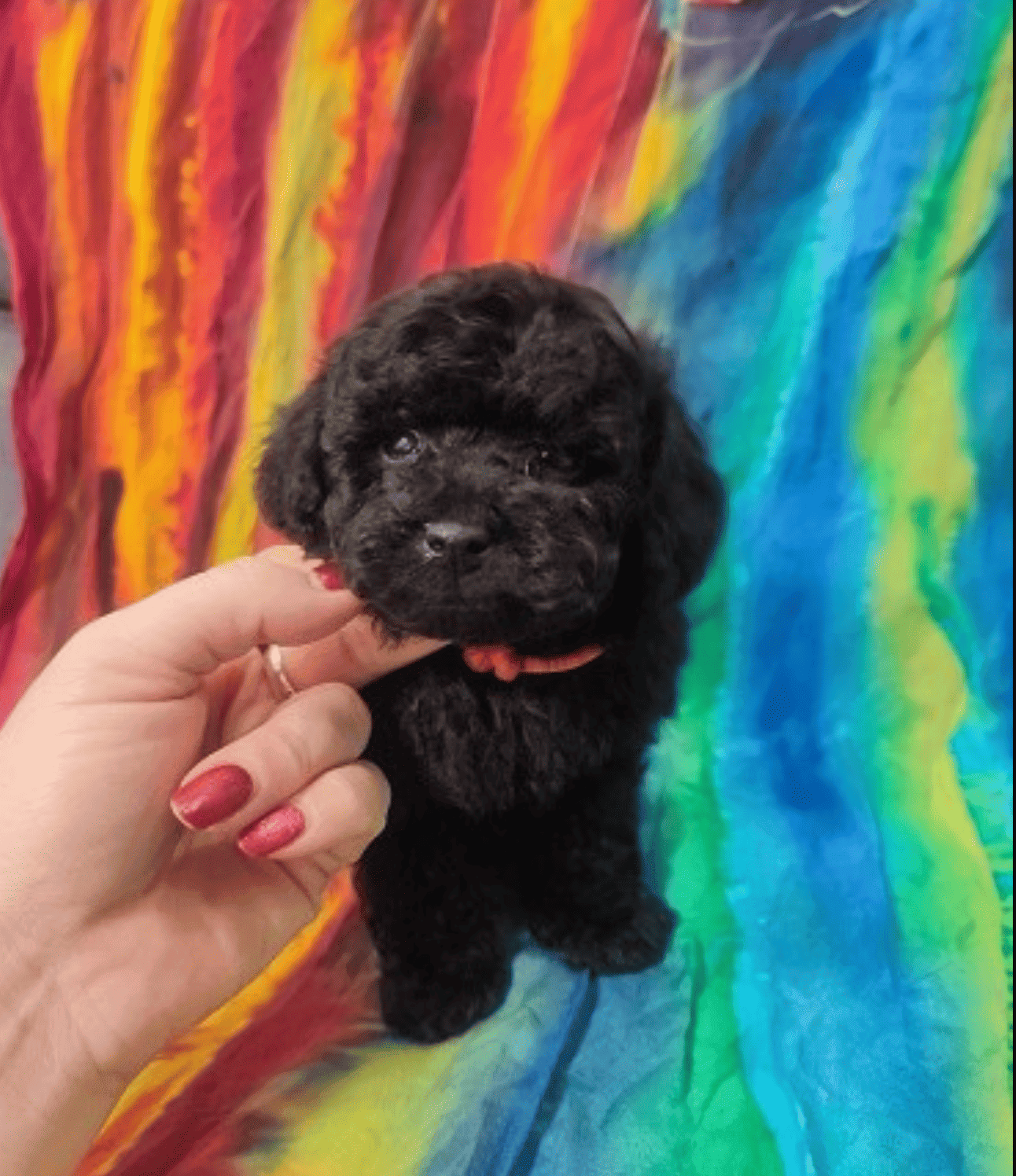 velikolepnij-pudel-pitomnik-pudelej-prodaga-sobaki