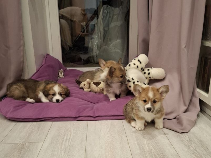 velsh-korgi-pembrok-kupit-shchenka