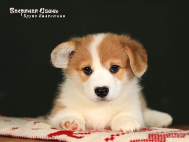 velsh-korgi-pembrok-prodazha-shchenka