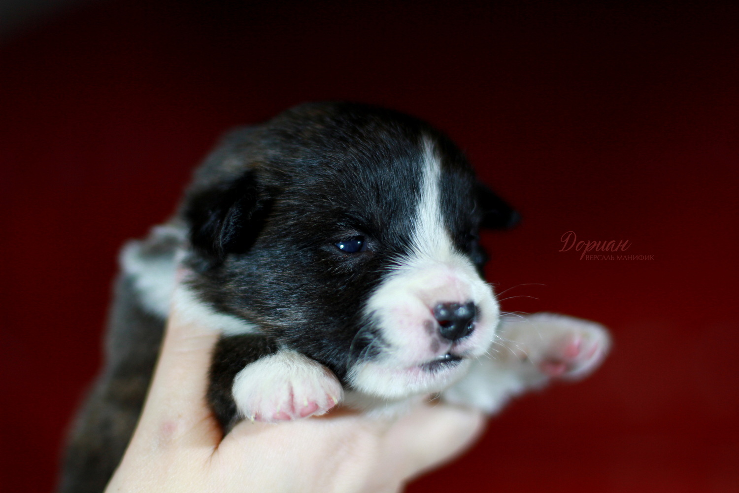 versal-manifik-pitomnik-velsh-korgi-prodaga-shhenka