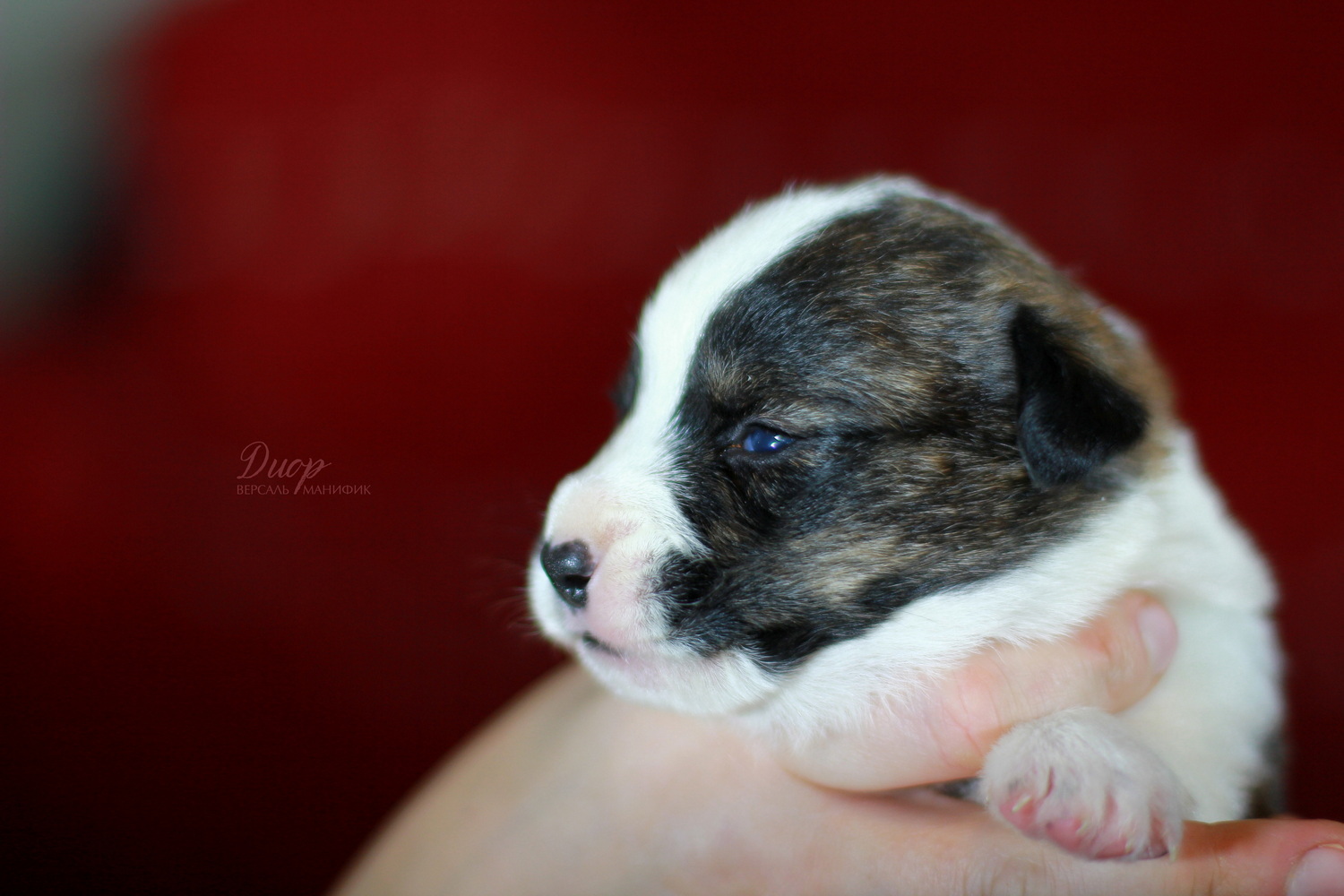 versal-manifik-pitomnik-velsh-korgi-prodaga-shhenkov