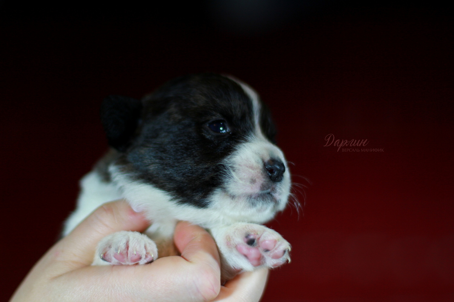 versal-manifik-pitomnik-velsh-korgi-prodaga-sobaki