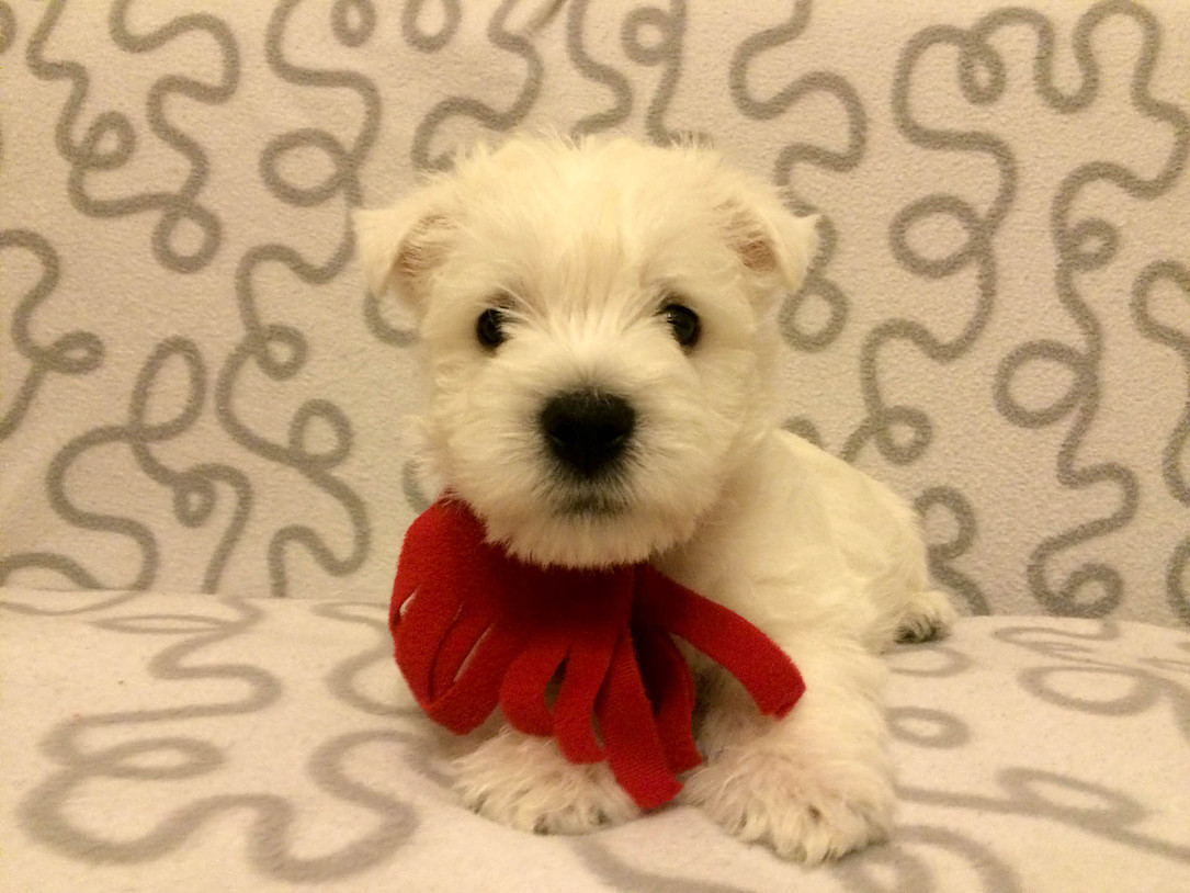 vest-haylend-uayt-terer-kupit-shchenka