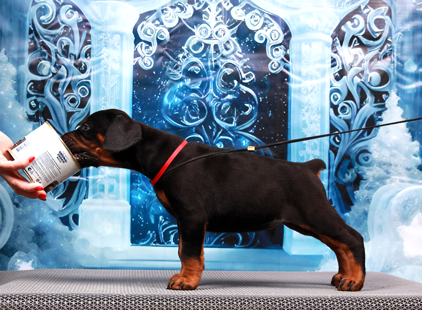 via-felicium-pitomnik-dobermanov-prodaga-shhenka