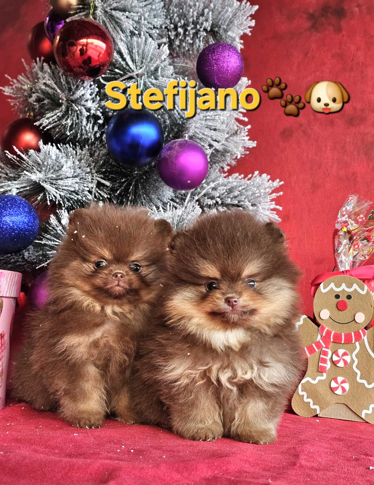 viber_image_2025-12-23_19-28-48-345