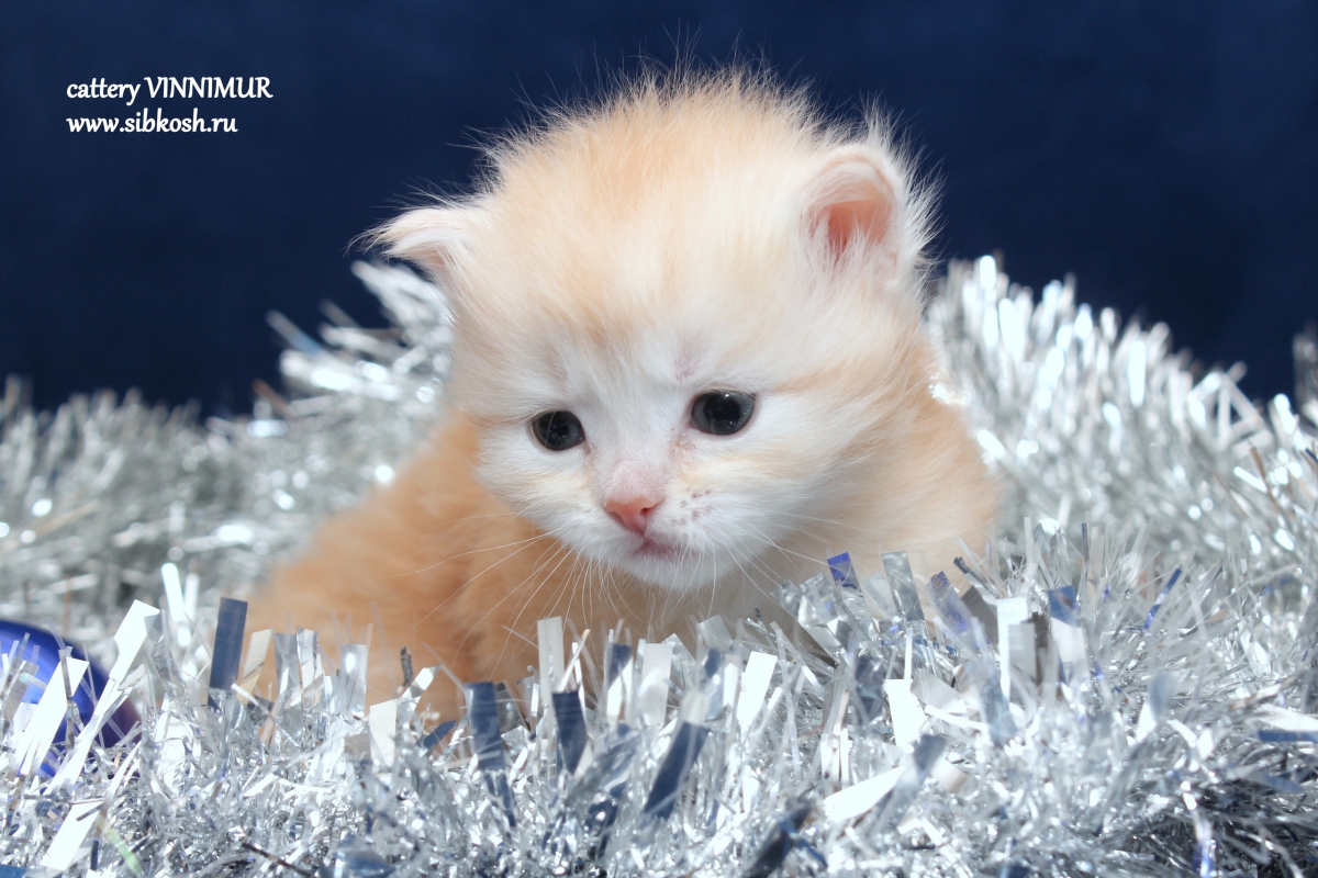 vinni-mur-pitomnik-amerikanskih-kerlov-kuplja-prodaga-kotjat.jpgvinni-mur-pitomnik-amerikanskih-kerlov-kuplja-prodaga-kotenka