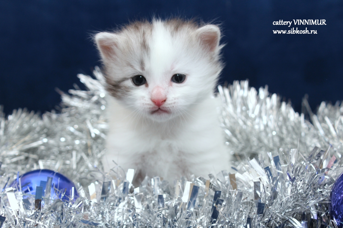 vinni-mur-pitomnik-amerikanskih-kerlov-kuplja-prodaga-kotjat.jpgvinni-mur-pitomnik-amerikanskih-kerlov-kuplja-prodaga-kotjat