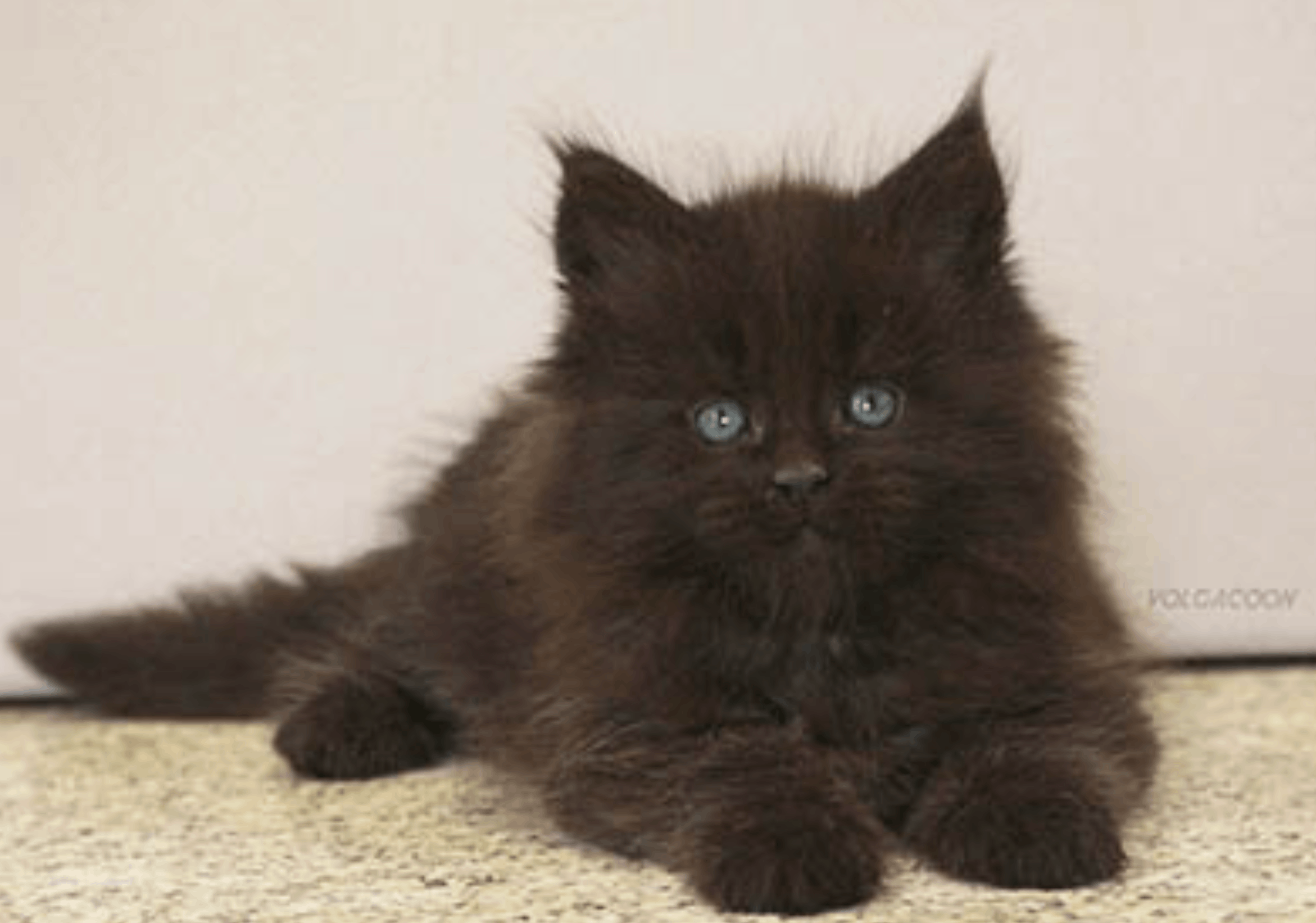 volga-coon-pitomnik-mejn-cunov-kupit-kotenka