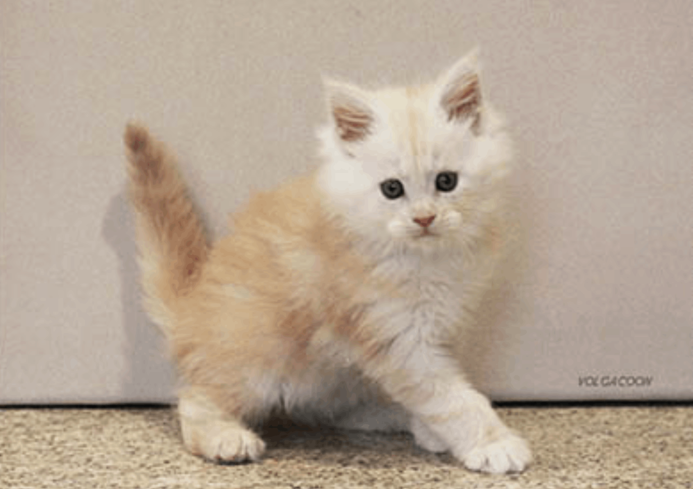 volga-coon-pitomnik-mejn-cunov-kupit-kotjat