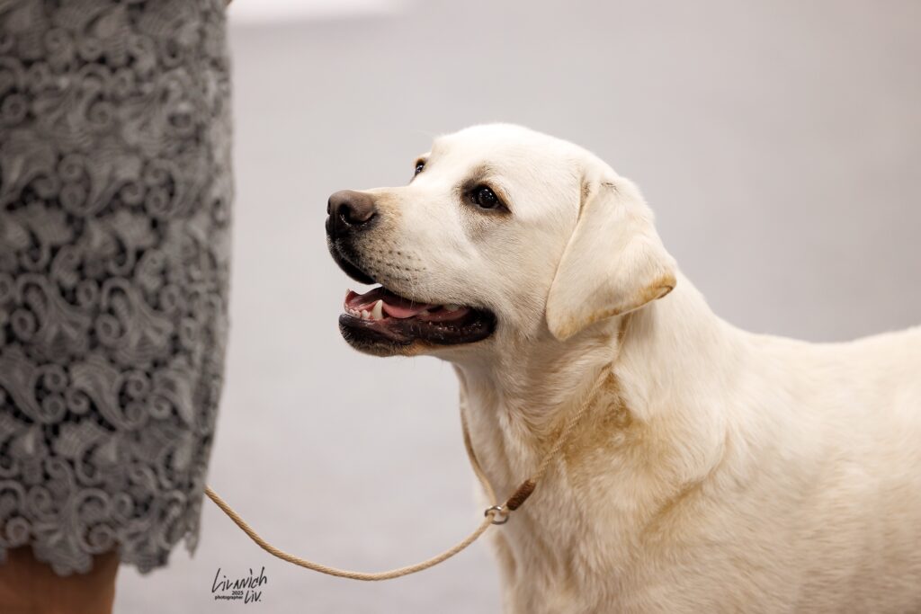 vremja-mechti-pitomnik-labradorov-kupit-shhenkov