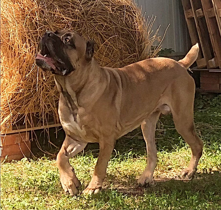 vyazka-retro-roshe-pitomnik-kane-korso-prodaga-sobak