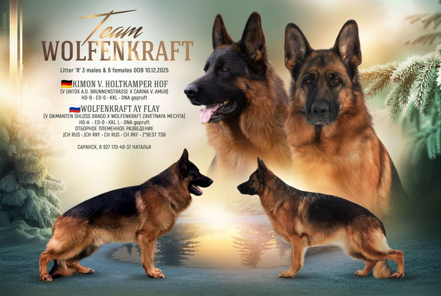 wolfenkrat-pitomnik-ovcharok-prodaga-shhenkov-5