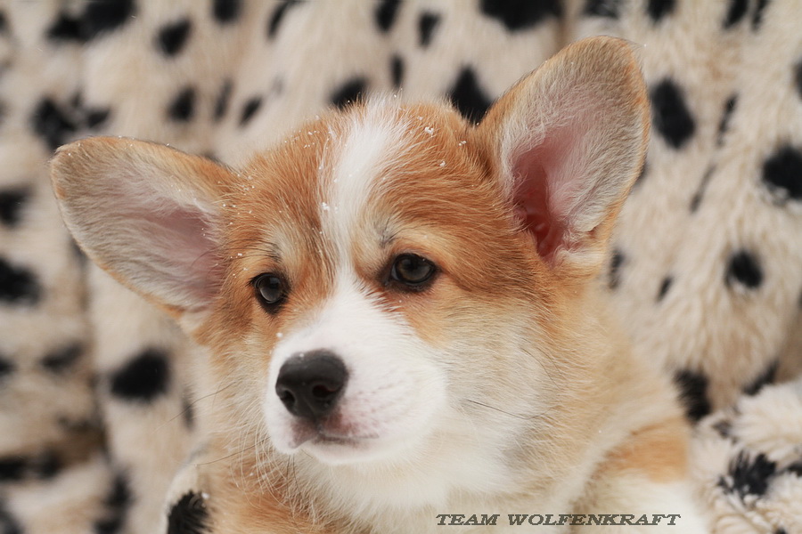 wolfenkrat-pitomnik-ovcharok-prodaga-shhenkov