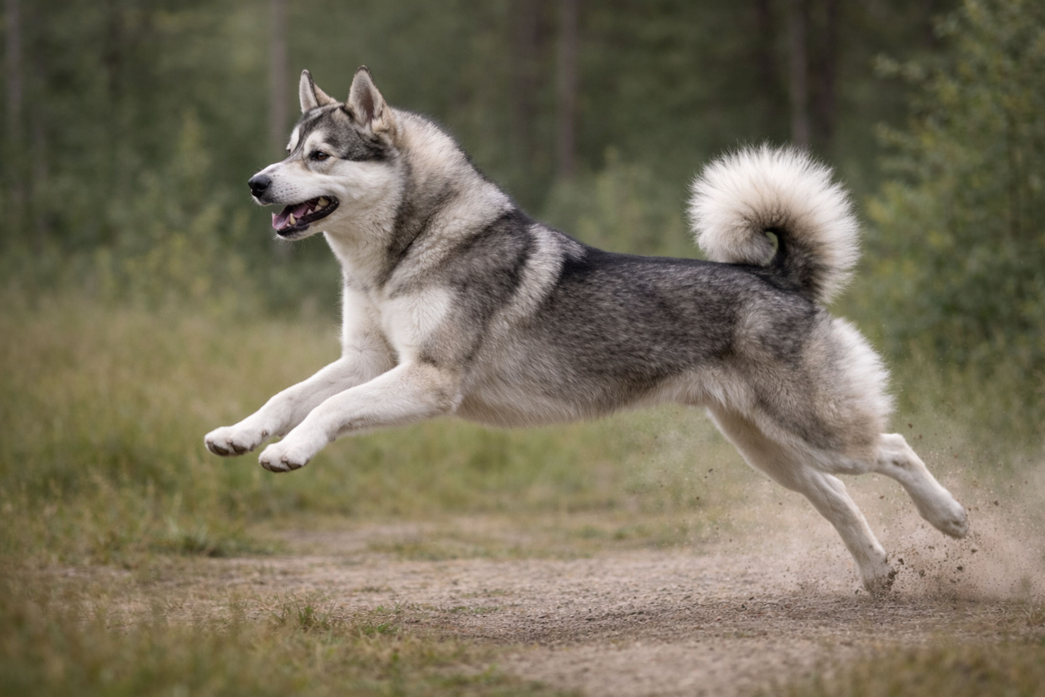 zdorove-laiki-zavisit-ot-usloviy-soderzhaniya