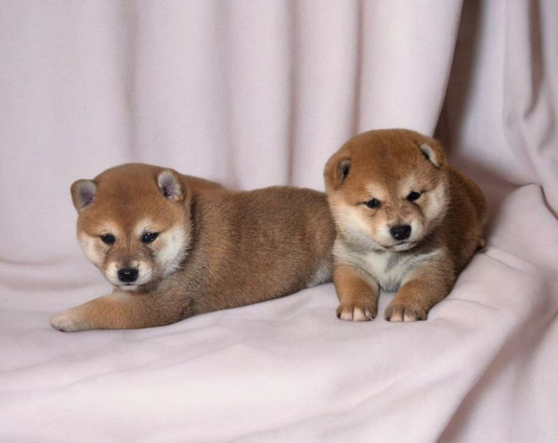 zembi-pitomnik-siba-inu-prodaga-shhenka