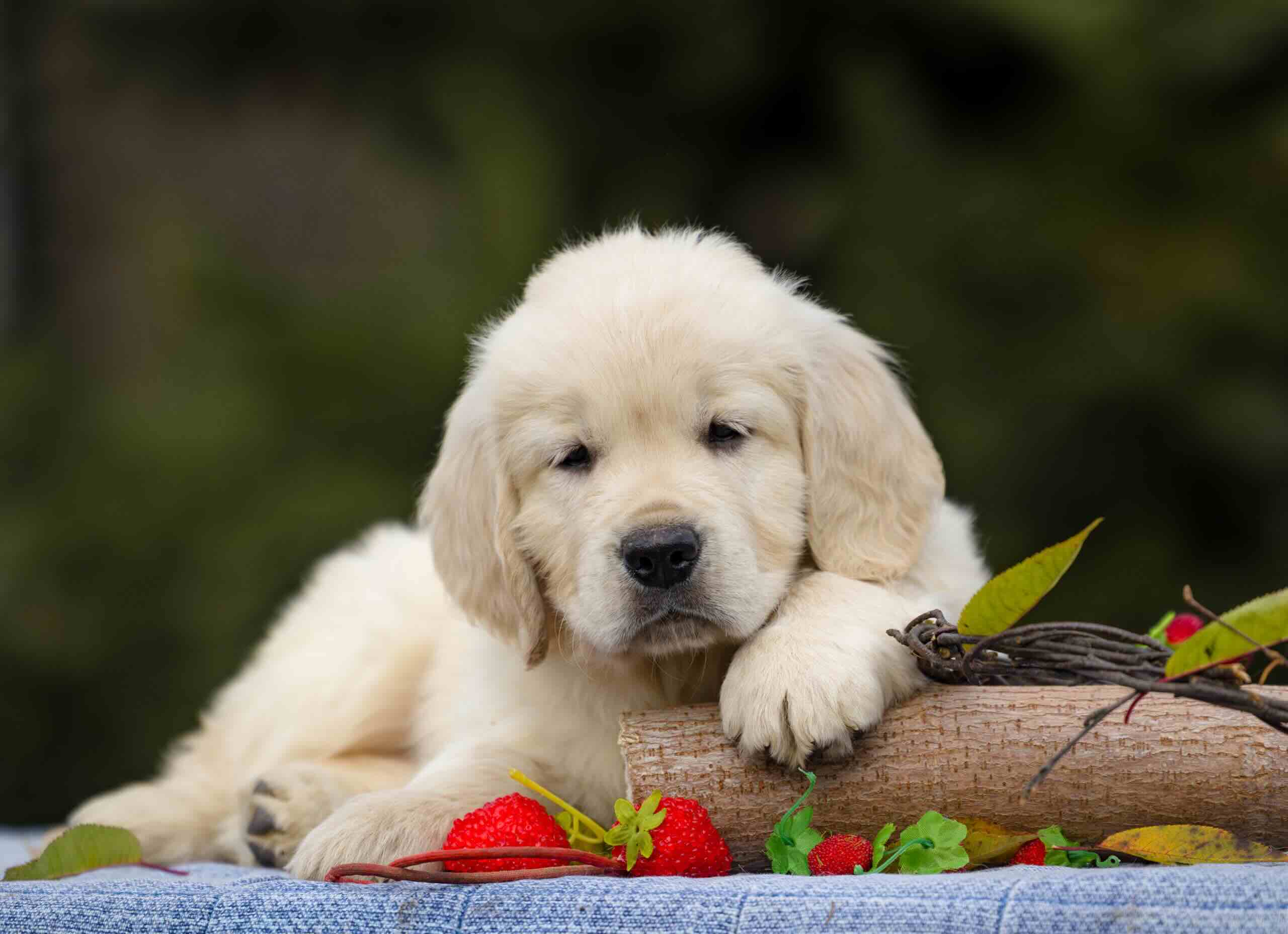 zolotistyi-retriver-kupit-shchenka-cena