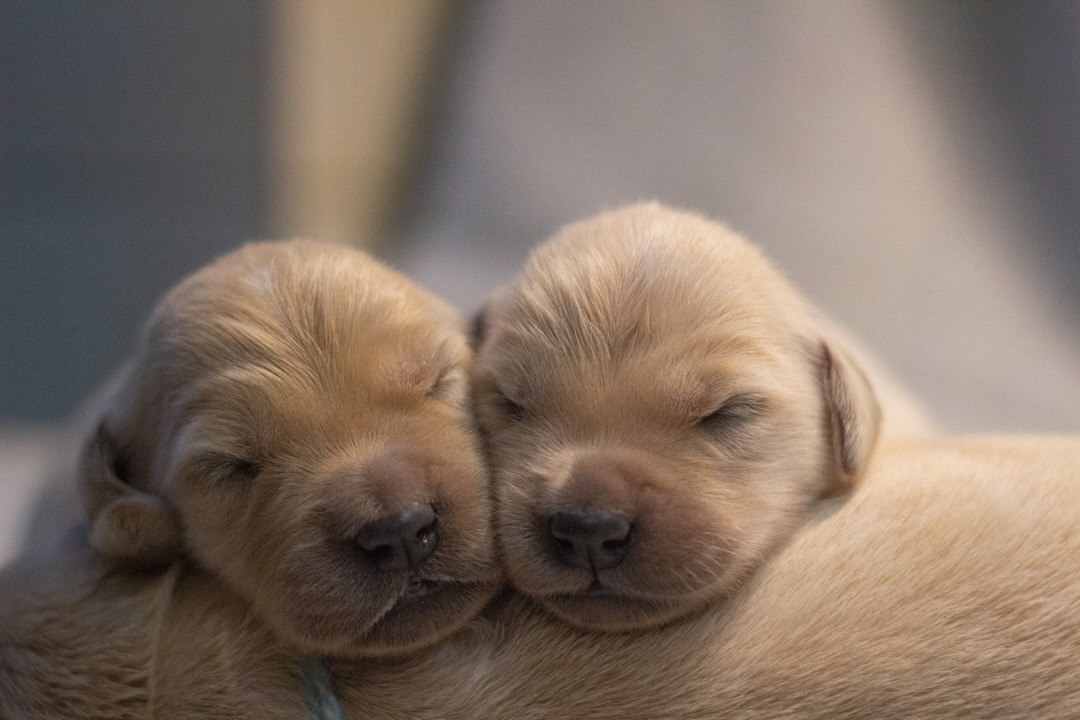 zolotistyi-retriver-prodazha-shchenka